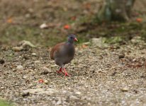 small billed tinamou.JPG