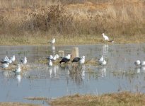 Caspian & Sandwich Tern. [].JPG