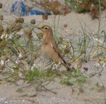 greenwheatear1.jpg