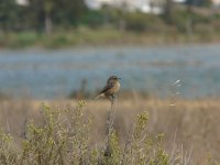 Stonechat [].JPG