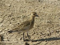 Golden Plover (2) [].JPG