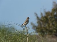 Wheatear. [].JPG