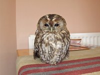 Tawny Owl 3.jpg