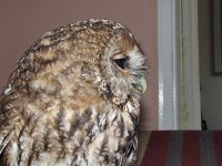 Tawny Owl 4.jpg