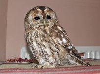 Tawny Owl 5.jpg