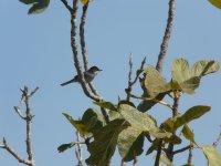 Sardinian Warbler [].JPG