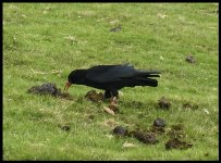 IMG_0998Chough Rhossili.jpg