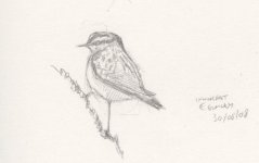 whinchat1.jpg