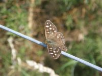 Speckled Wood Bowness GP.jpg