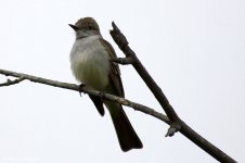 ashyThroatedFlycatcher_X0214_46l.jpg