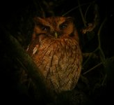 Tropical_Screech_Owl_Regua.jpg