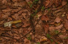 Snake_Sp_Regua_250908b2.JPG