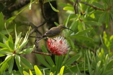Malachite sunbird female on Protea 3.jpg