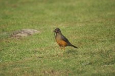 Olive thrush with worm a.jpg