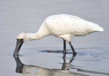 bf spoonbill feed D90_DSC0079.jpg