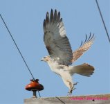 Hawktakeoff10-25-08Z.jpg