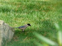 Azure-Winged Magpie.JPG