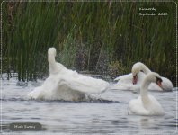 BF Mute Swan 24 September 2023.jpg