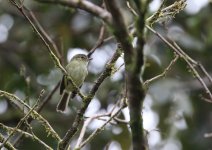 bahia tyranulet.JPG