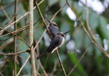 jacamar pair.JPG