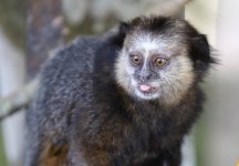 marmoset r.JPG