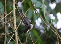 pair of jacamar.JPG