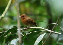 rufous gnateater.JPG