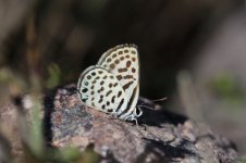 Common Tiger Blue mor 1.jpg