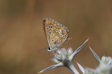 Brown Argus mor 1.jpg