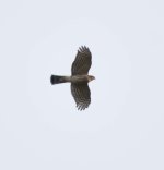 possible northern harrier one.jpg