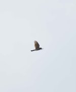 possible northern harrier two.jpg