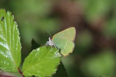 Chapmans Green Hairstreak mor 2.jpg