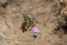 Old World Swallowtail mor 1.jpg