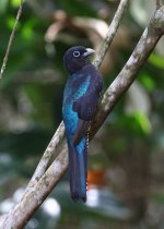 gb trogon potrait.JPG