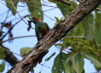 ochre marked parakeet.JPG