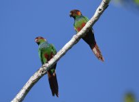 pair of ochre marked parakeets.JPG