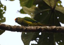 peach fronted parakeet.JPG