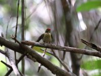 striped aka kinglet manakin.JPG