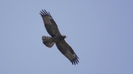 Honey buzzard juvenile Skalla Sikamineas 26-09-23 cc Craig Shaw.jpg