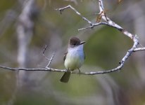 brown crested flyc.JPG