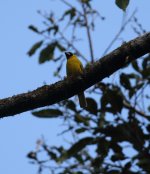 brazillian grosbeak.JPG