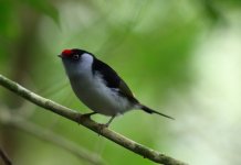 pin tailed manakin.JPG