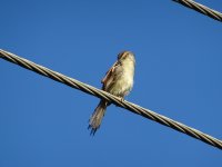 Jungle Prinia.JPG