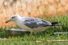 Herring Gull, Lagos, 4-9-23-9551.JPG