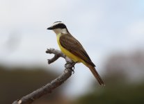 gtr kiskadee.JPG