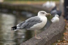 subadult Yellow-legged Gull Cork Lough 26th September 2023_HH_1.jpg