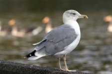 subadult Yellow-legged Gull Cork Lough 22nd September 2023_HH_2.jpg