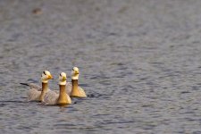 Bar Headed Goose.jpg