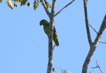 red browed parrot.JPG