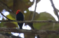 red headed manakin.JPG